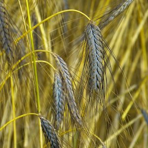 black wheat seed