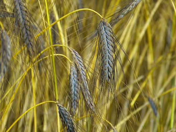 black wheat seed