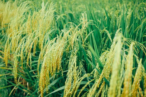 Rice variety in field