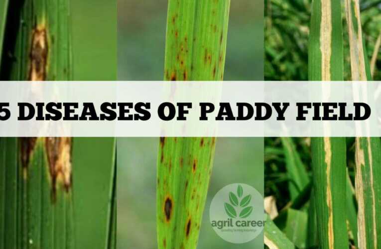 5 Diseases in Paddy field