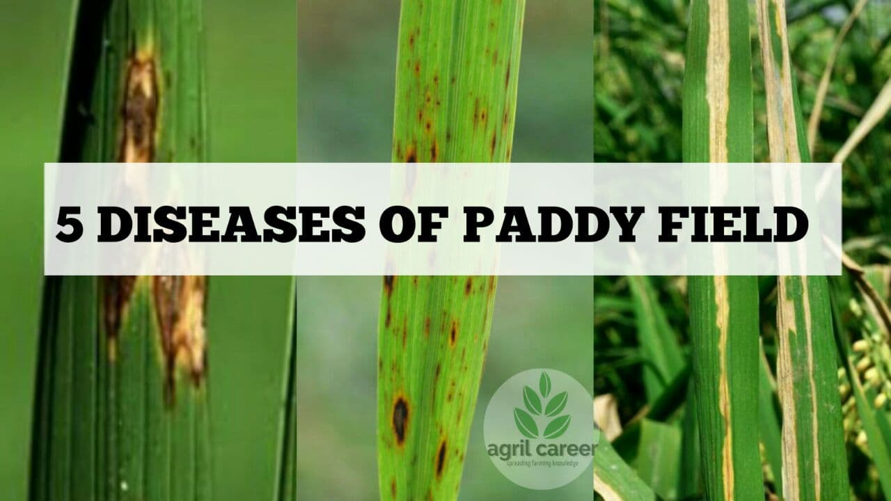 5 Diseases in Paddy field