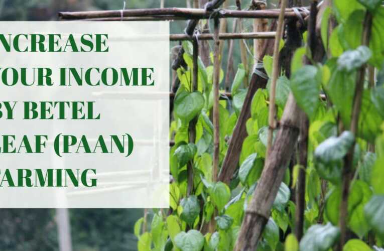 Betel leaf Farming – (Paan Ki Kheti) : Details