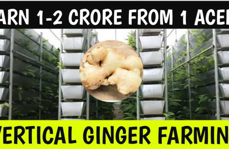 Vertical Ginger Farming – Cultivation, Profit