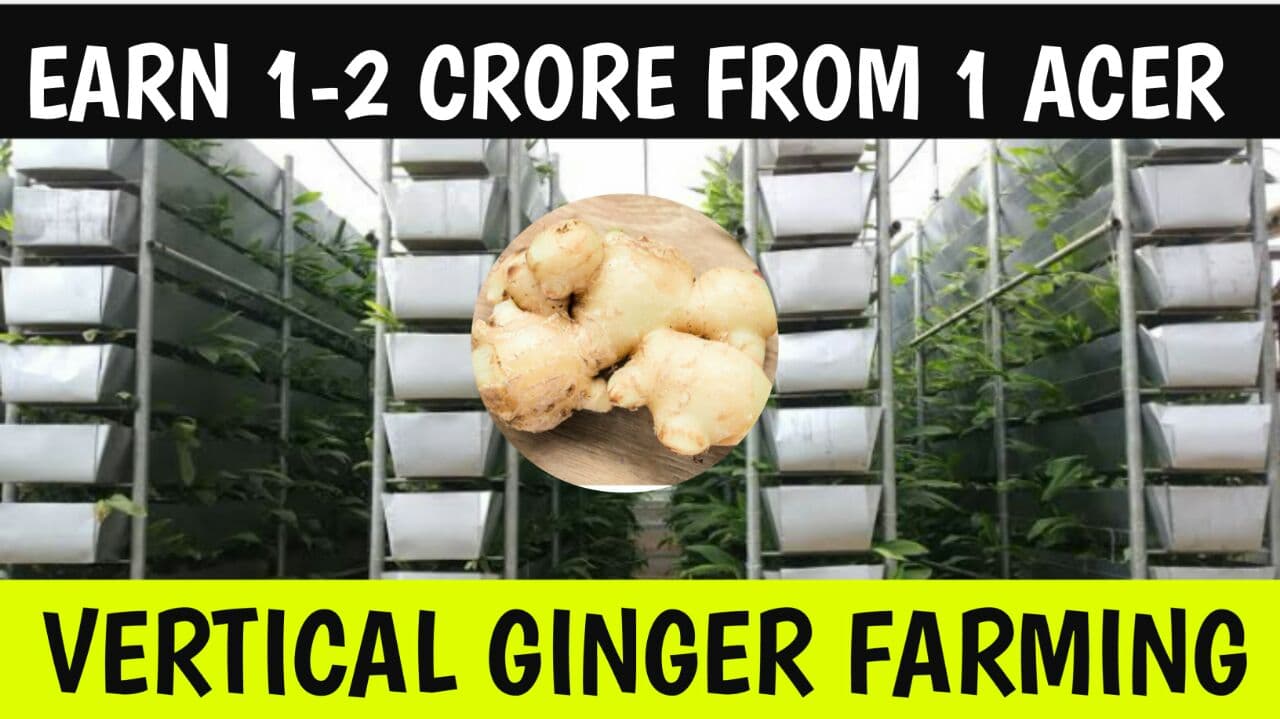 GINGER FARMING