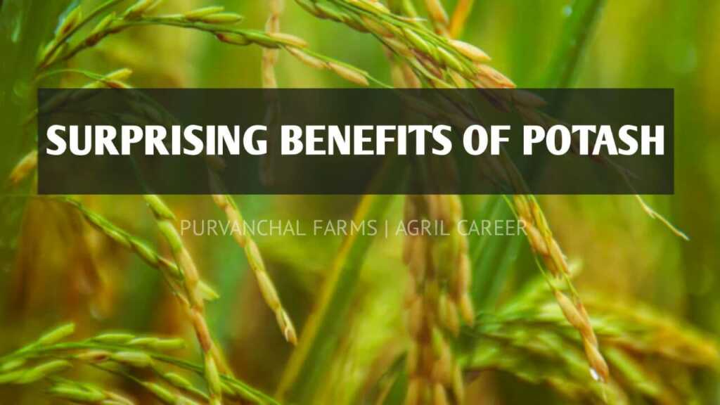 Benefits of Potash in Rice AGRIL CAREER