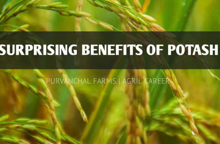 Benefits of Potash in Rice