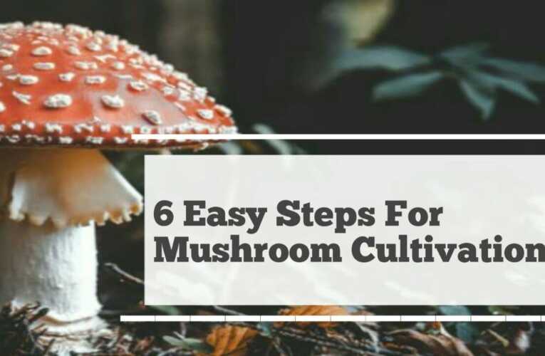 6 Easy steps for Mushroom cultivation