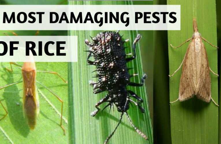 5 Most damaging pests of Rice