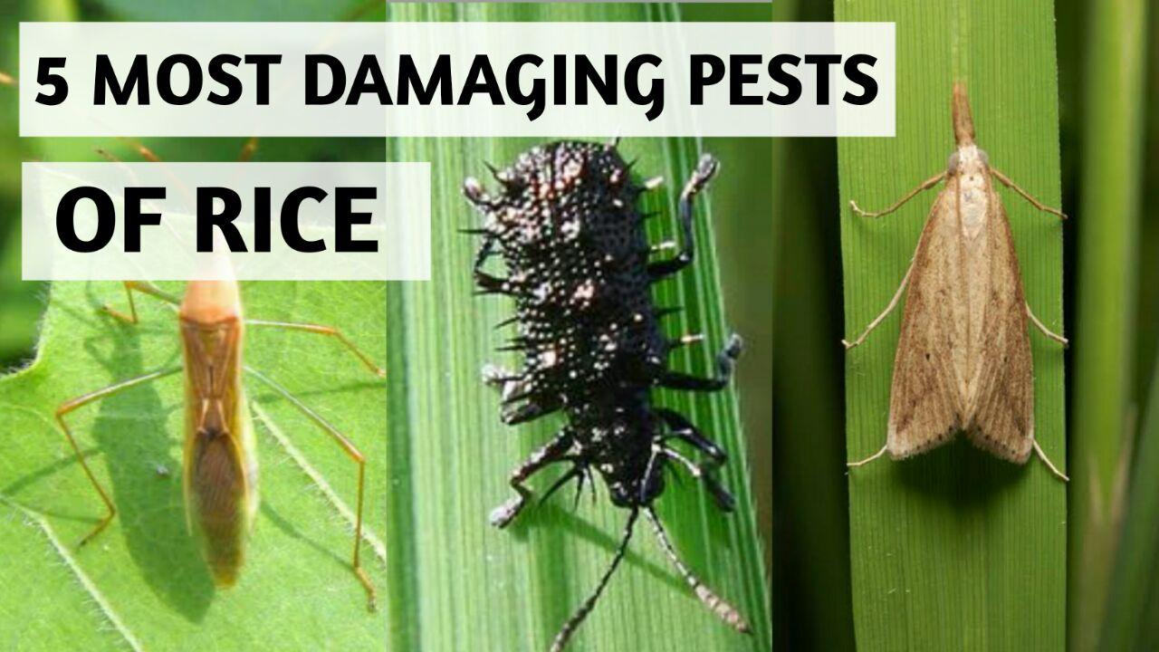 5 MOST DAMAGING PESTS OF RICE