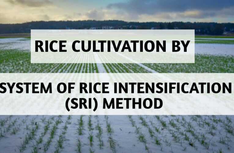 SRI method of Rice cultivation