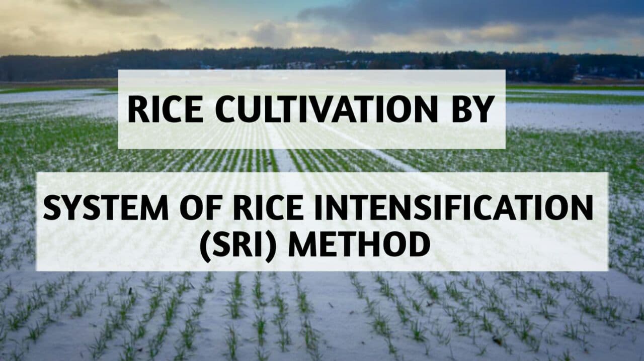 sri method of rice cultivation