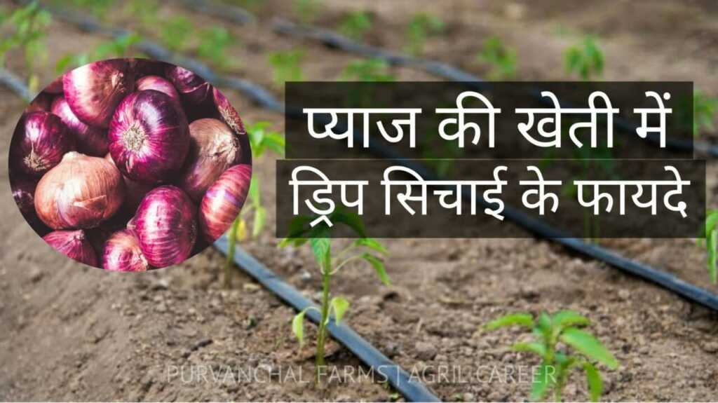 Drip Irrigation in Onion cultivation in India AGRIL CAREER