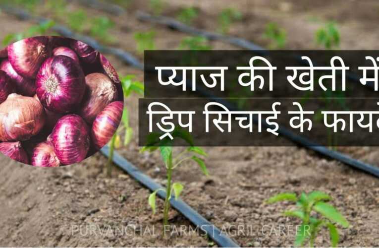 Drip irrigation in Onion cultivation in India