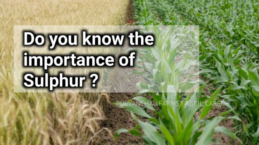 Benefits of Sulphur in Crops AGRIL CAREER