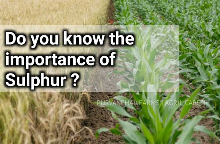 Benefits of Sulphur in Crops