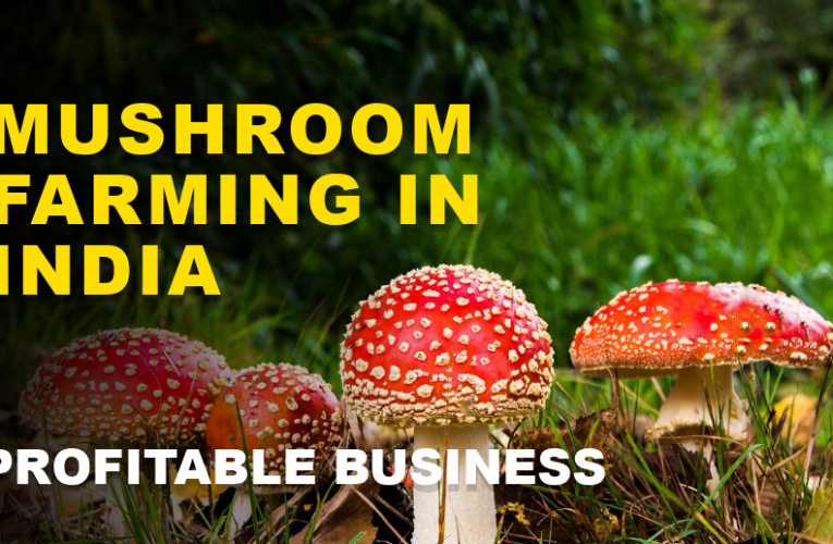 Mushroom Farming in India: Cultivating Profits